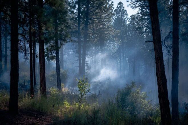 Lumière du matin sur la forêt sujette aux incendies